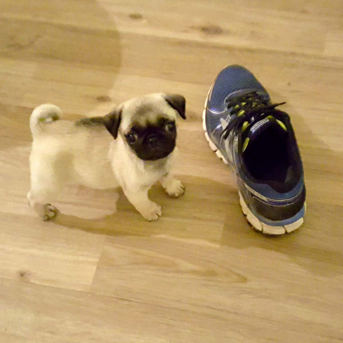 Cute Puppy with a Shoe