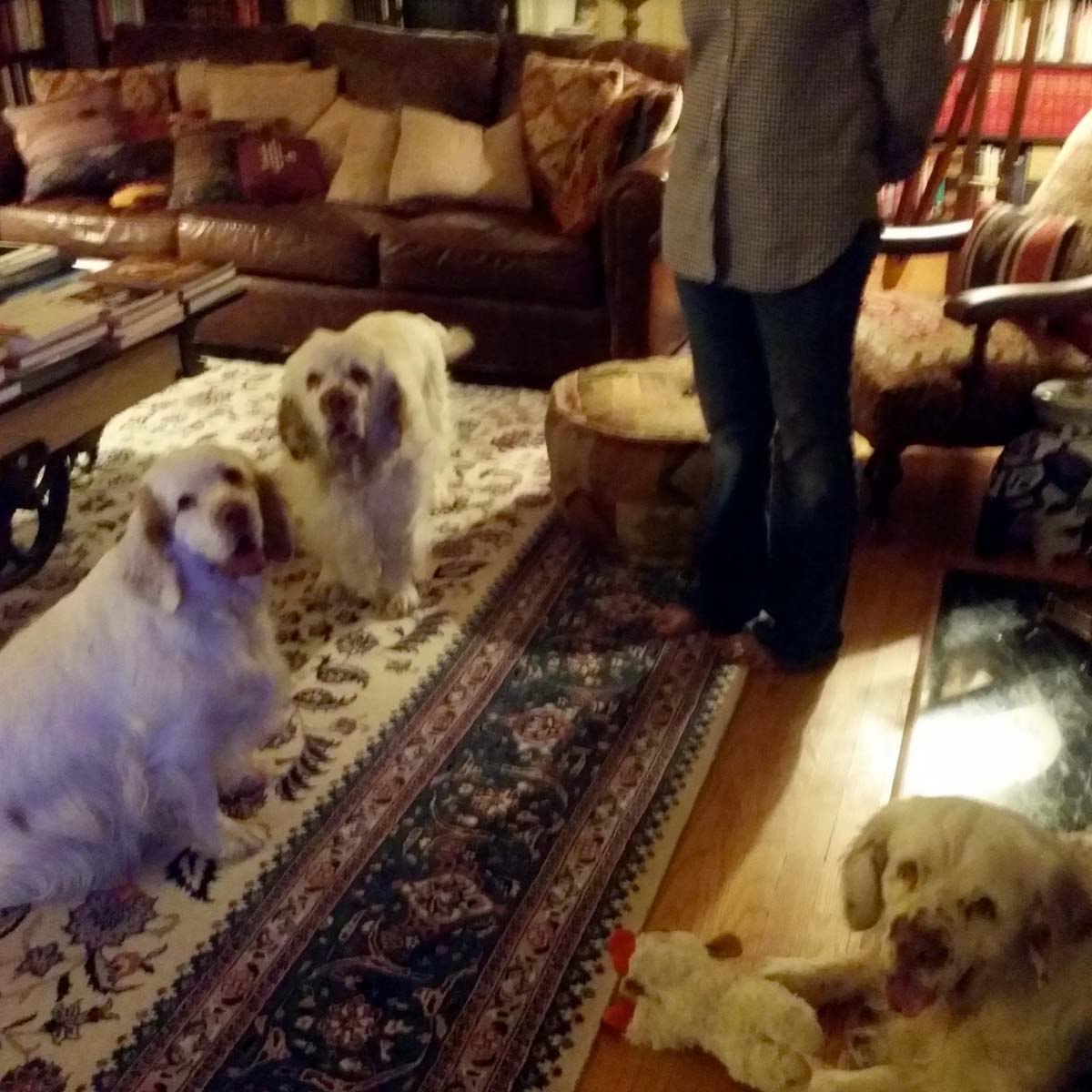 Three Dogs in a Living Room